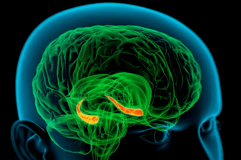 Key: What Part Of The Brain Controls Body Temperature?