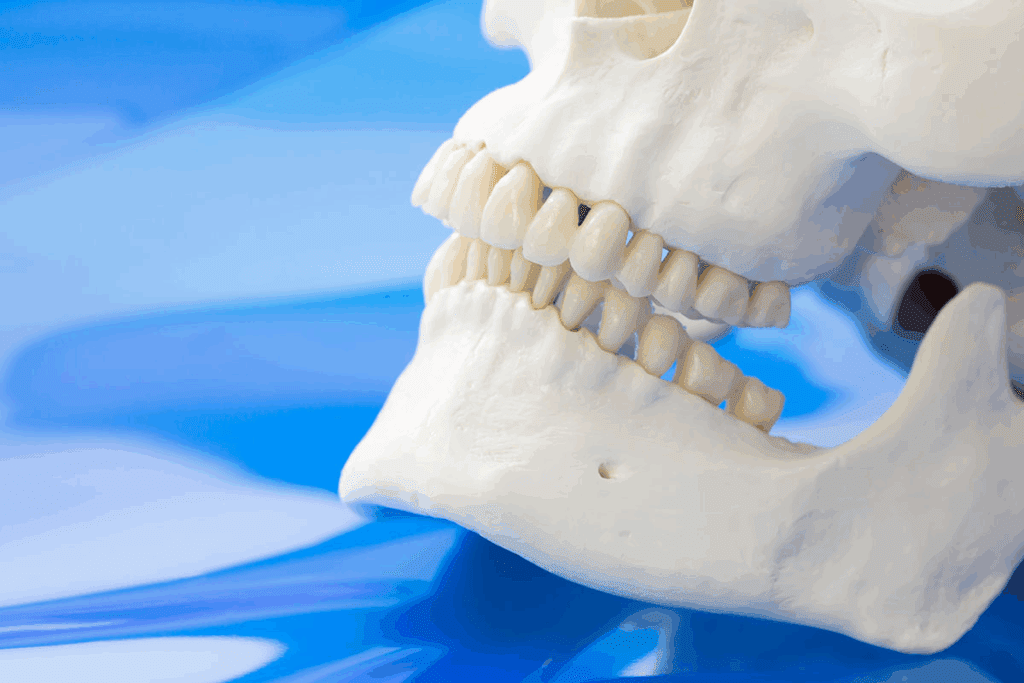 Jawline Bone: Your Ultimate Mandible Guide 2 image 4254 LIV Hospital