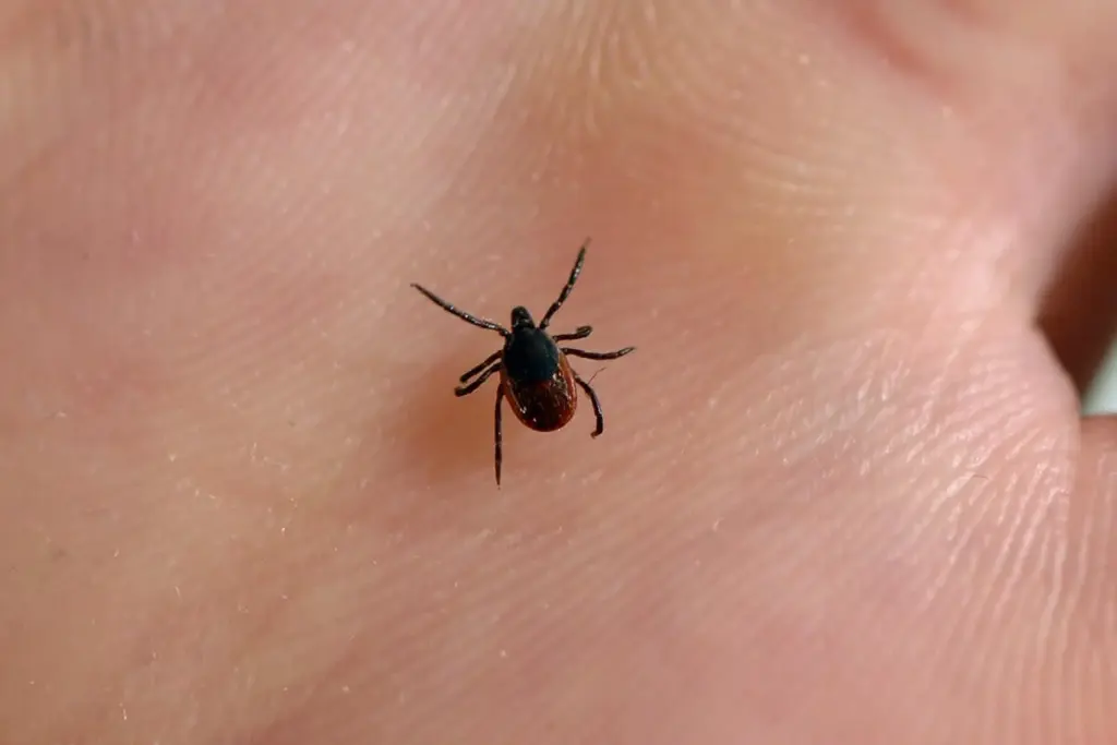 Lyme Disease