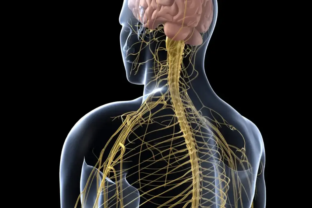 The Sympathetic Nervous System and Immunity