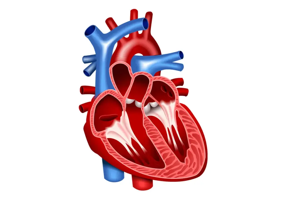 STRUCTURAL HEART