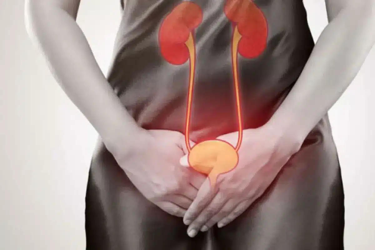 The Female Urethra and Sphincter Complex