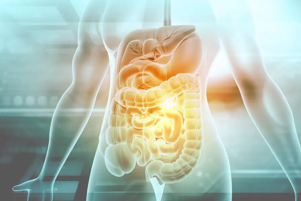 Dietary Patterns And Digestive Response