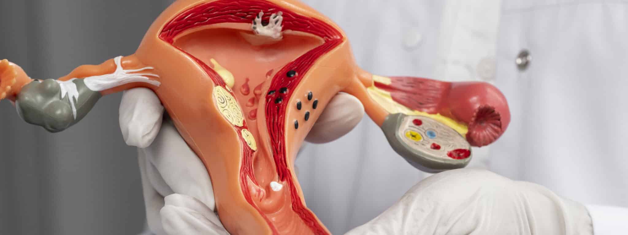 doctor-holding-anatomic-model-high-angle (1) (1)