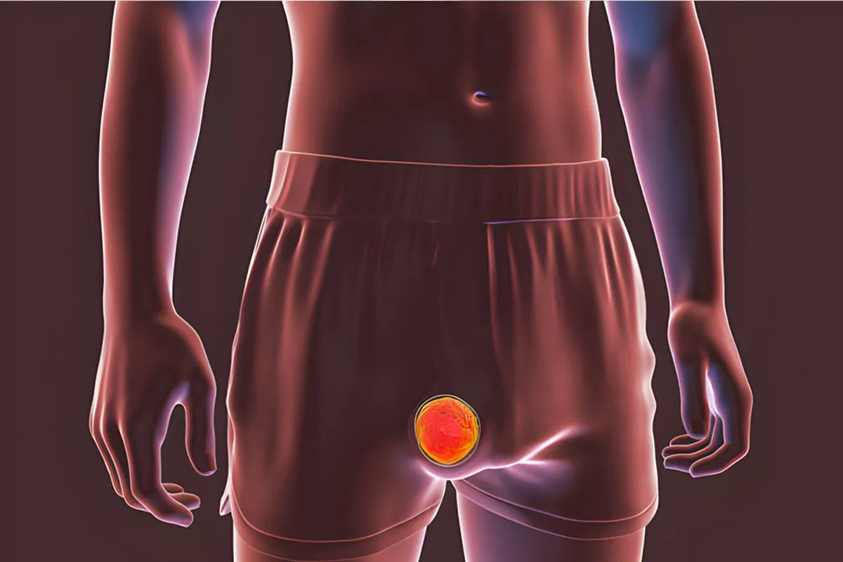 The Cellular Architecture and Germ Cell Lineage