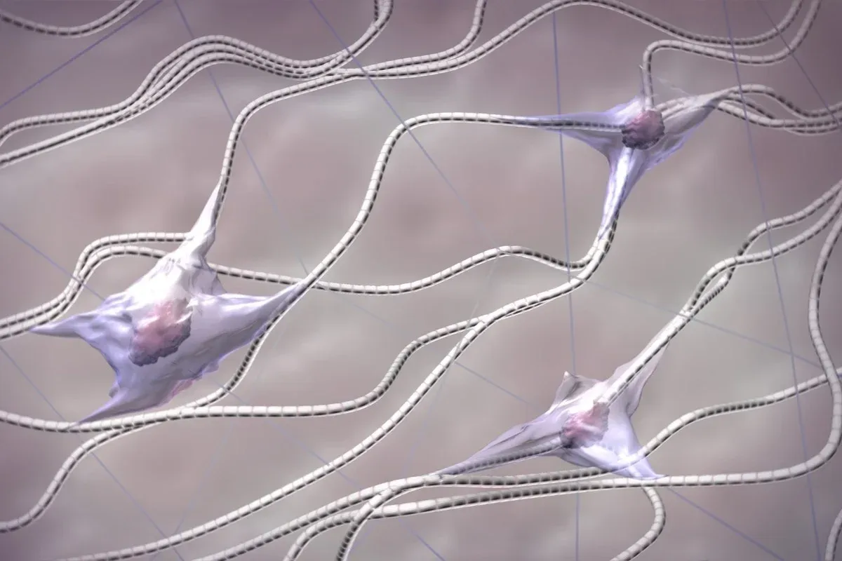 The Role of the Extracellular Matrix