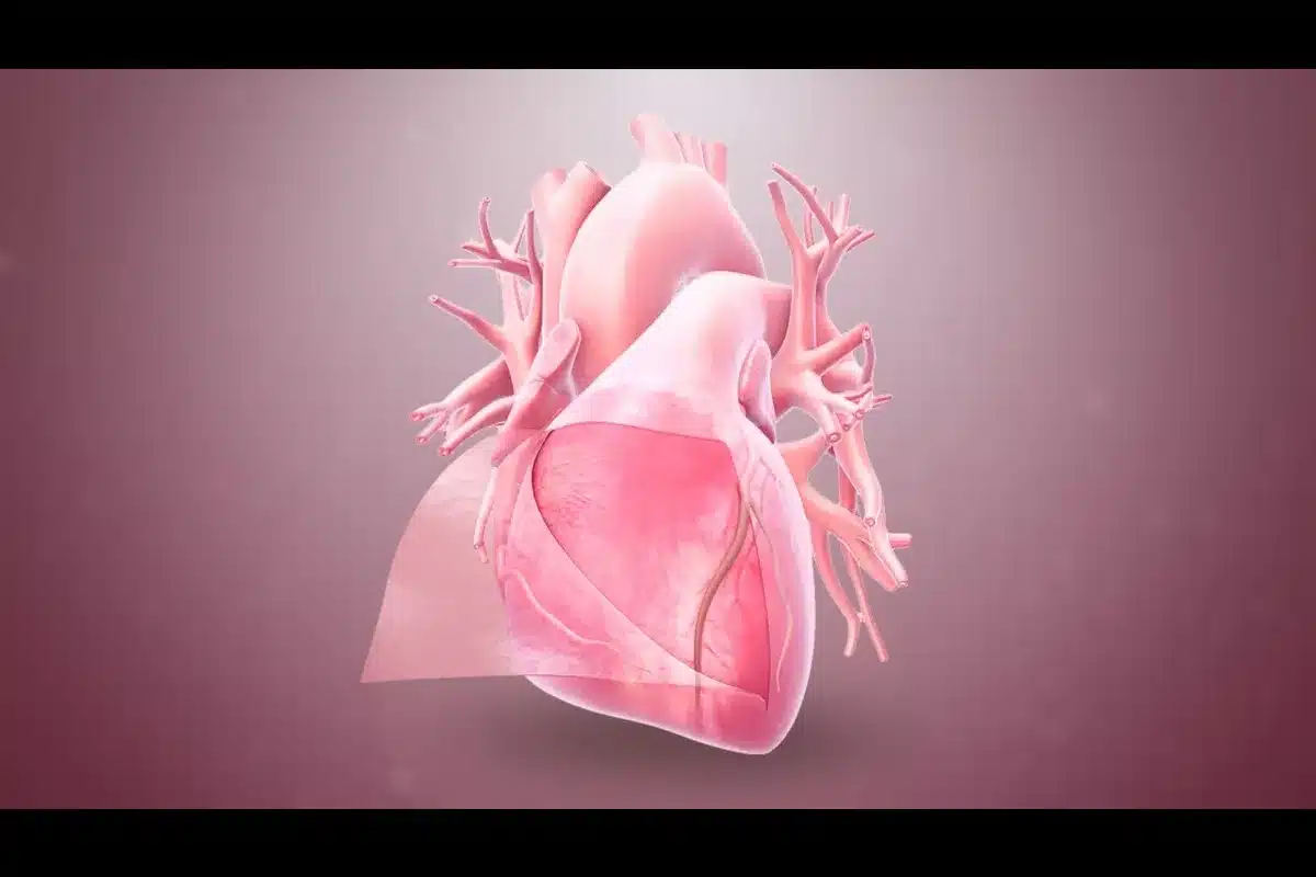 The Anatomy of the Pericardium
