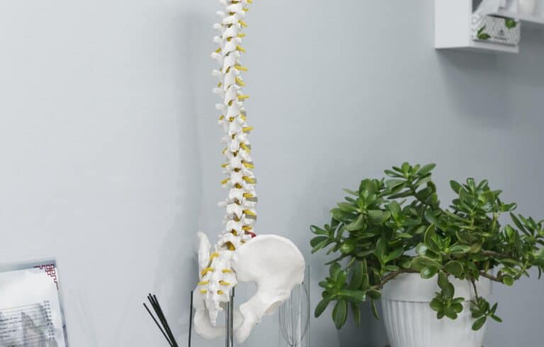 Spinal Cord
