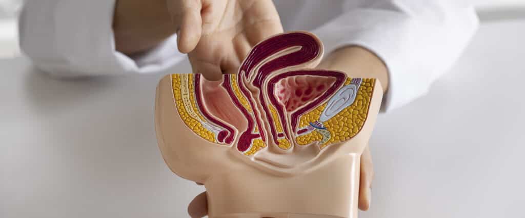 high angle doctor explaining anatomy 1 LIV Hospital