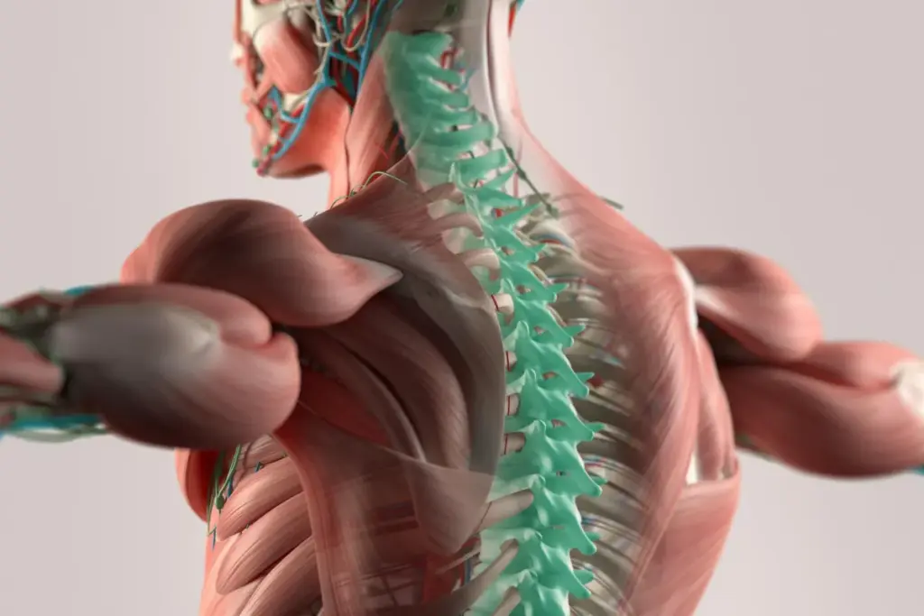 Cardiovascular Assessment and Imaging