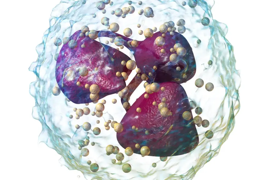 Tissue Remodeling and Marrow Recovery