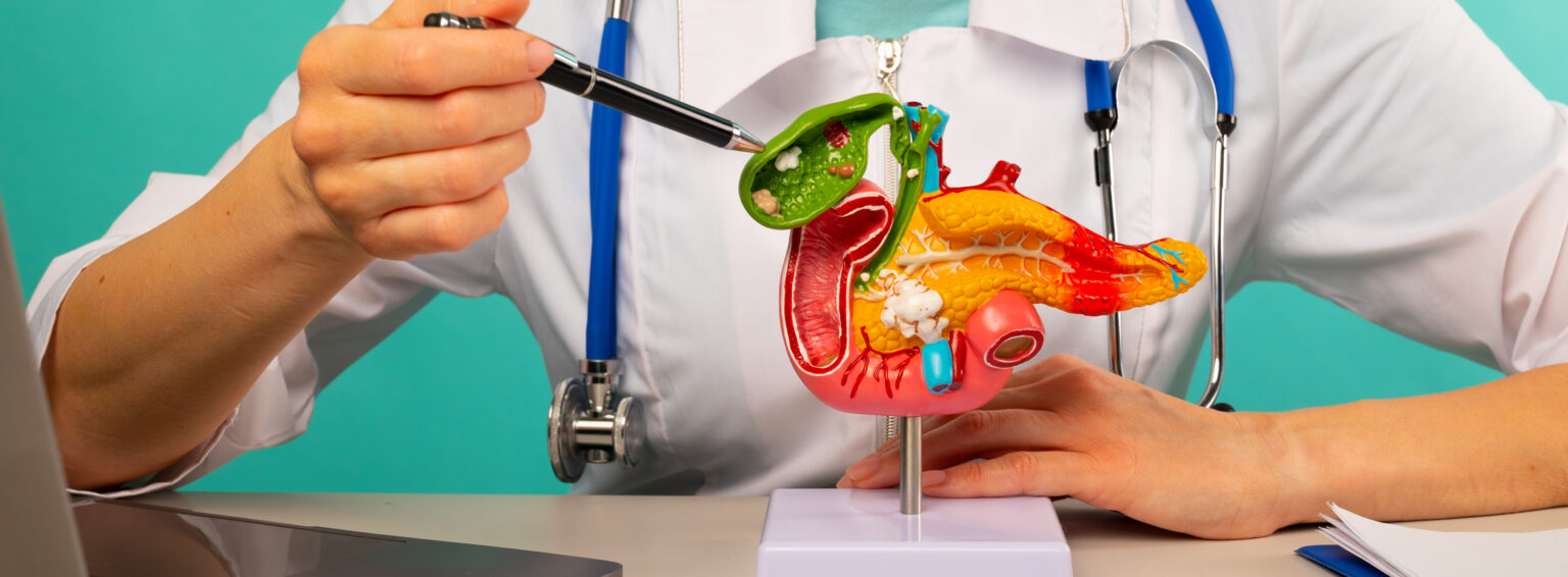 doctor gynecologist showing pen plastic model human pancreas closeup 1 2 LIV Hospital