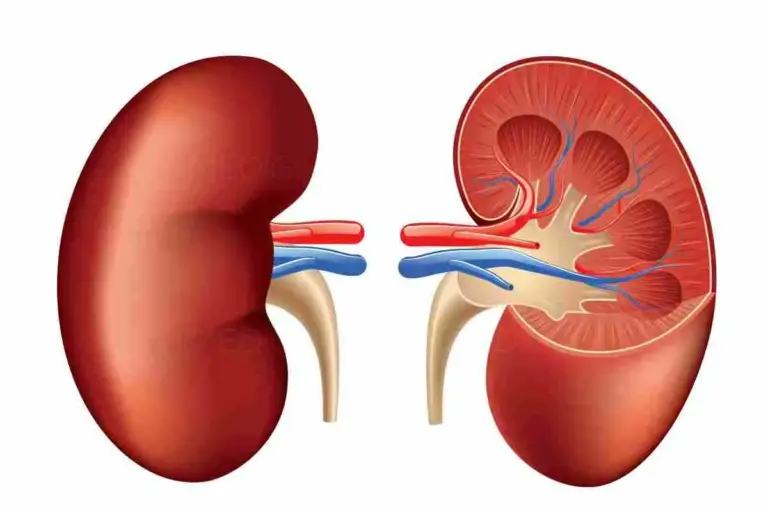 Kidney Placement in Body: Anatomical Position & Location Guide