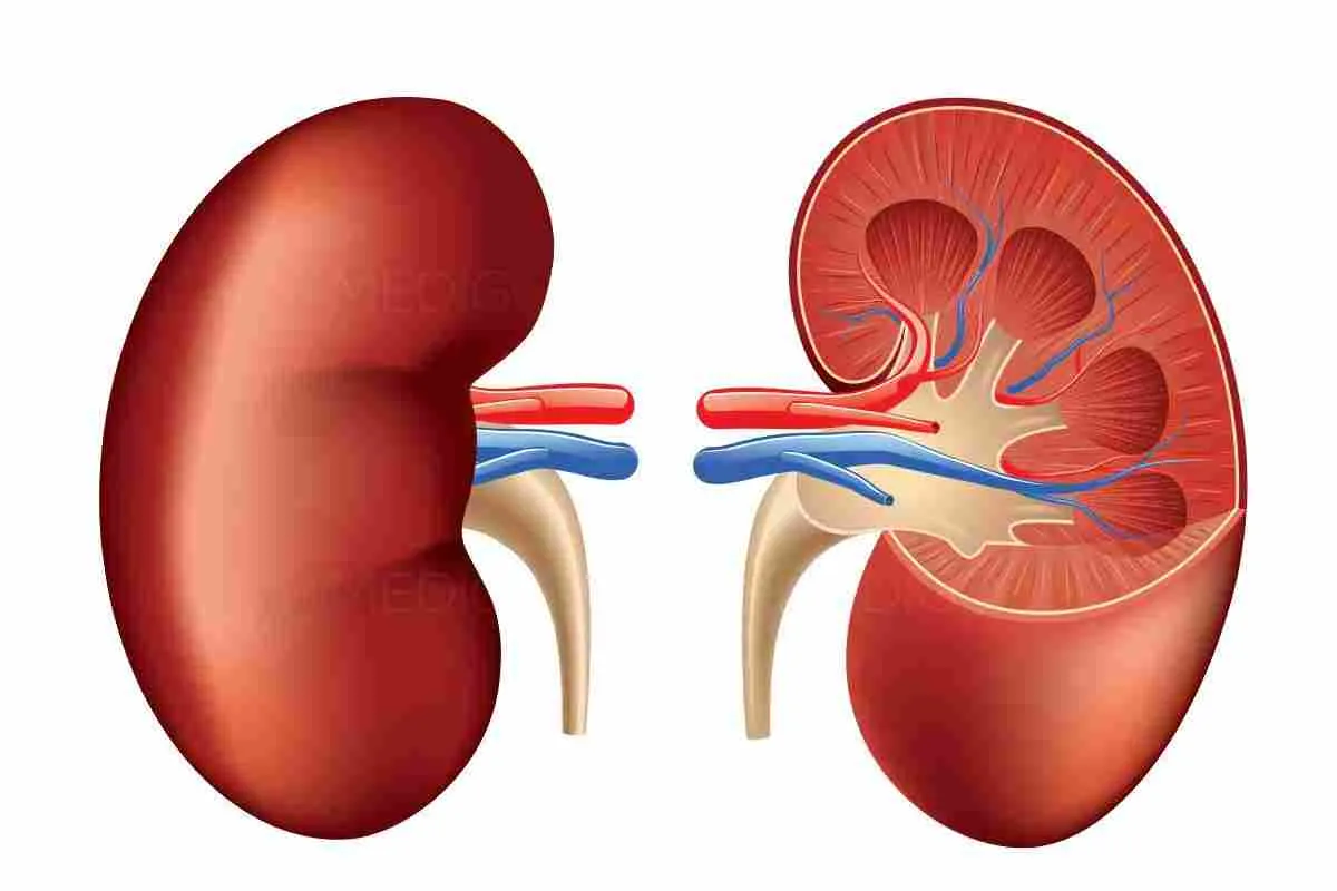 Kidney Placement in Body: Anatomical Position & Location Guide