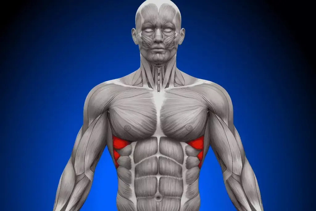How to Treat a Torn Rectus Abdominis Muscle 3 How to Treat a Torn Rectus Abdominis Muscle
