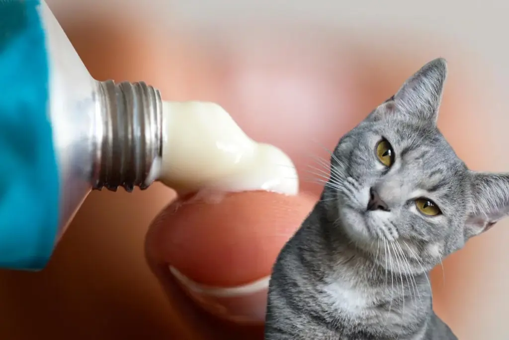 How to Use Vaginal Moisturizer Suppositories