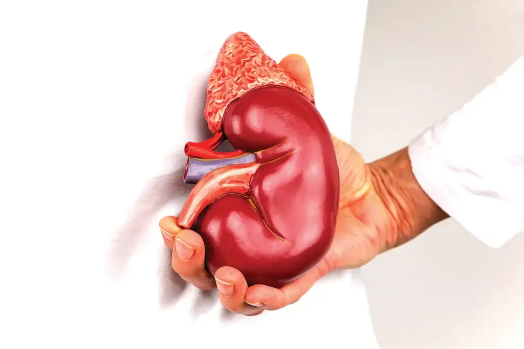 Can a Female Donate a Kidney to a Male?