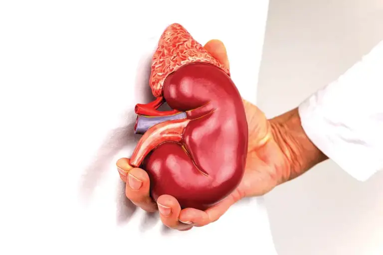 Can a Female Donate a Kidney to a Male?