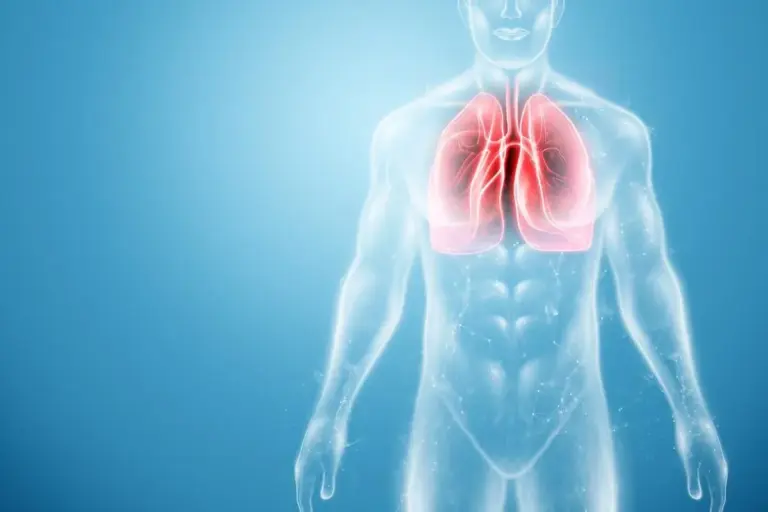 How Much Do Kidneys and Lungs Weigh in Your Body?