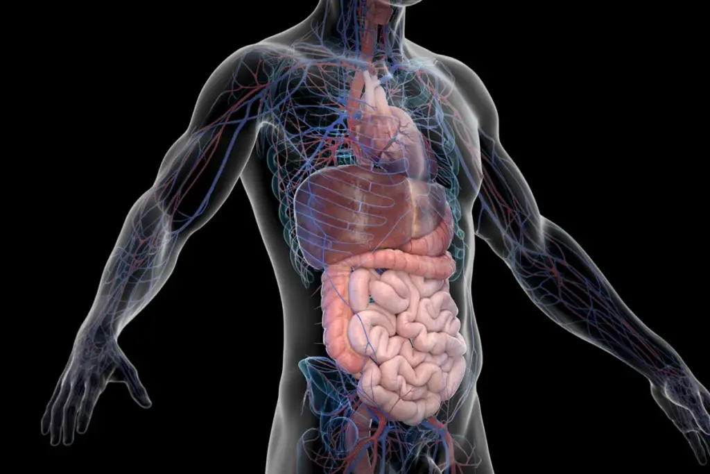 What Are Biological Buffers and How Does the Phosphate Buffer System Work?
