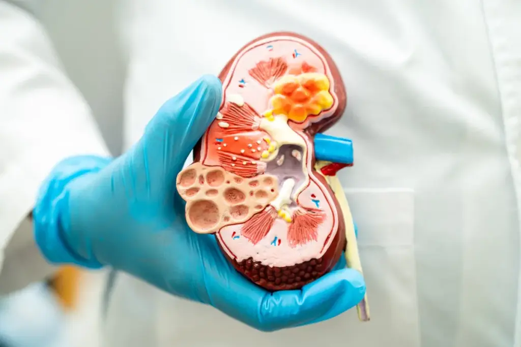 How Does a Dialysis Machine Work: Complete Guide