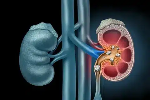 How Big Are Kidneys? Size, Weight, and Location Explained