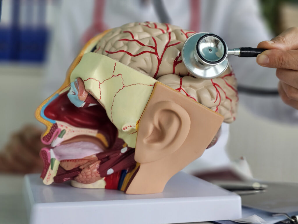 neurologist studies detailed anatomical model human head using stethoscope LIV Hospital