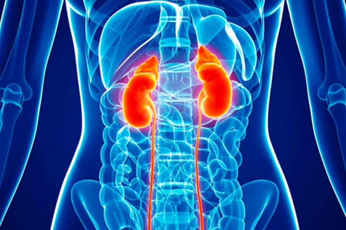 What Do Kidneys Do? A Complete Guide to Kidney Function and Blood Filtration