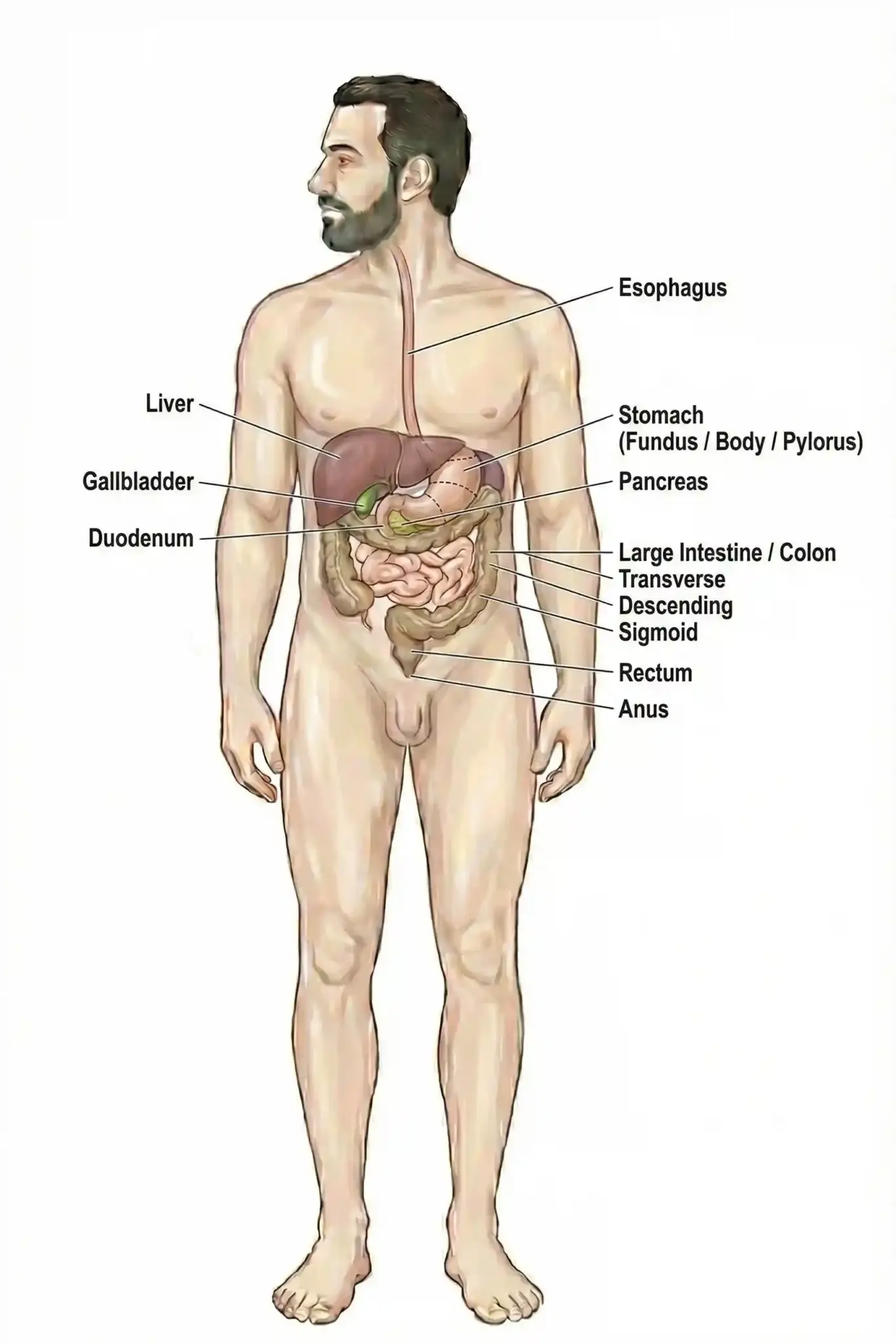 GASTROENTEROLOGY scaled LIV Hospital