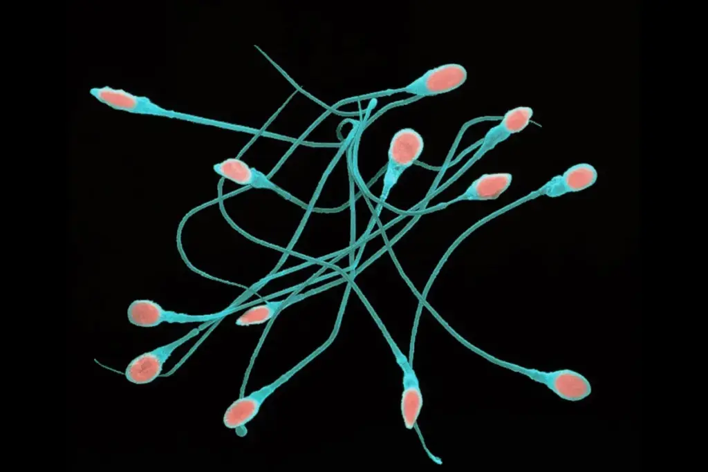 Sperm Recovery: Best Low Count Treatment Tips