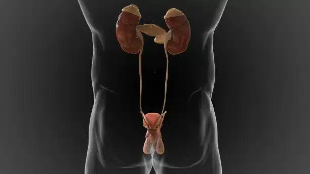 Male Reproductive System: Best Health Habits