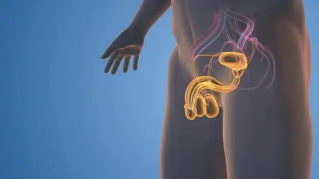Male Reproductive System: Best Care Tips