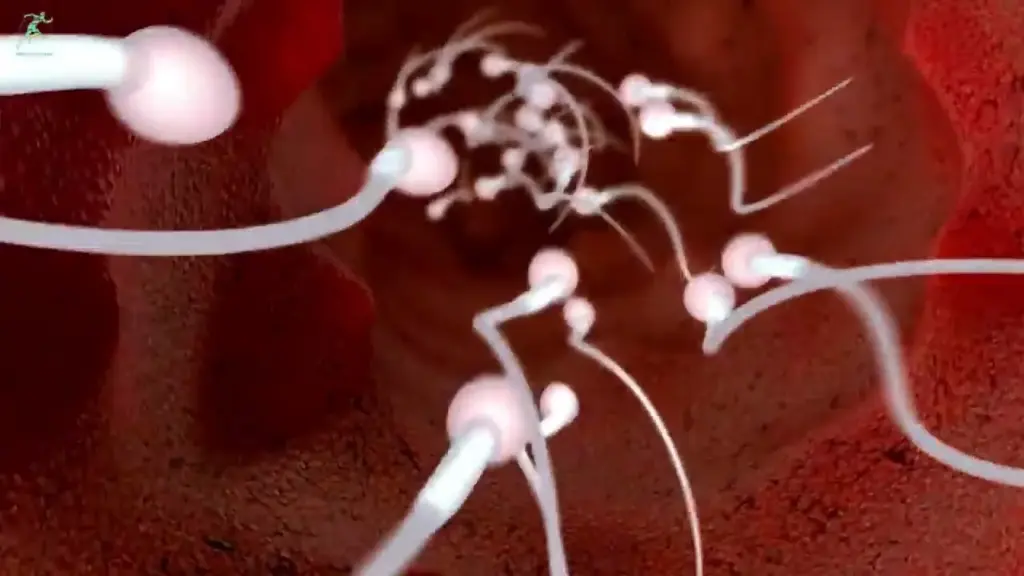 3 Types Of Sperm defects: Best Vital Facts