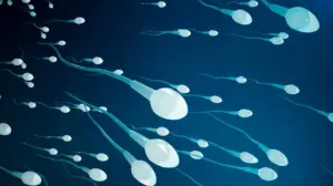 3 Types Of Sperm defects: Best Vital Facts