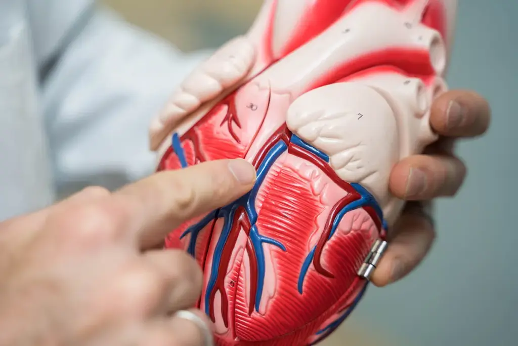 Heart Catheterization Procedure: No Pain? 3 Heart Catheterization Procedure: No Pain?