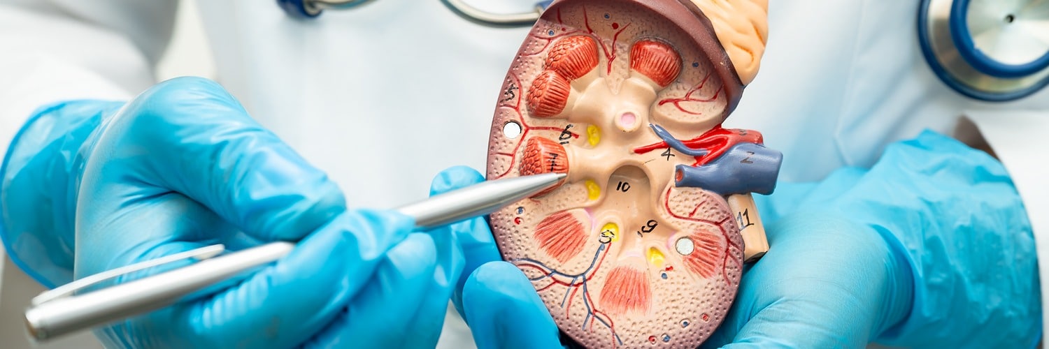 kidney disease chronic kidney disease ckd doctor hold human model treat study hospital x banner 1500 500 1 LIV Hospital