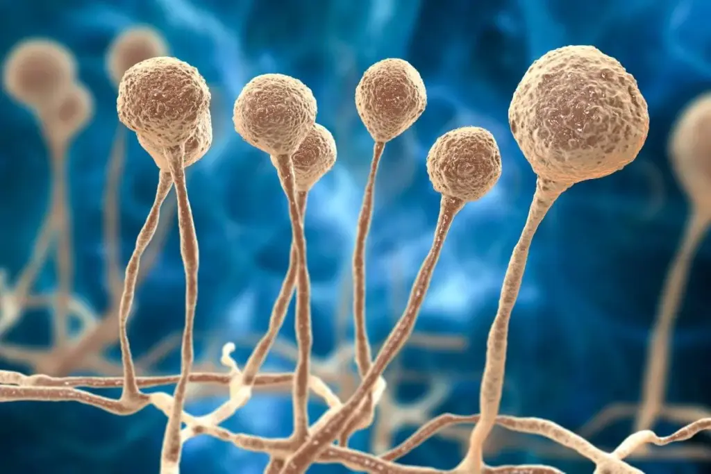 Key Fungal Infection: Understanding The Threat