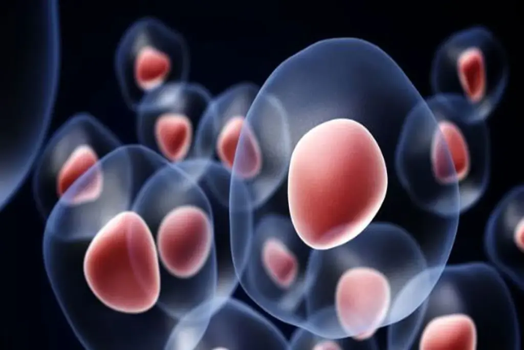 Bm transplantation: Painless Truths