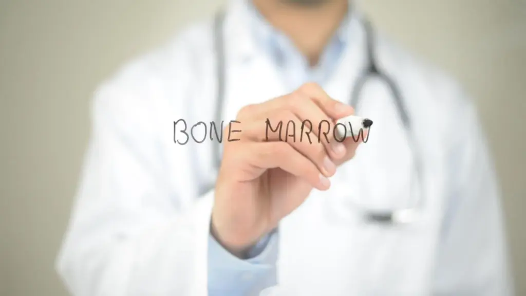 Bone Marrow Diseases: Two Most Common Types