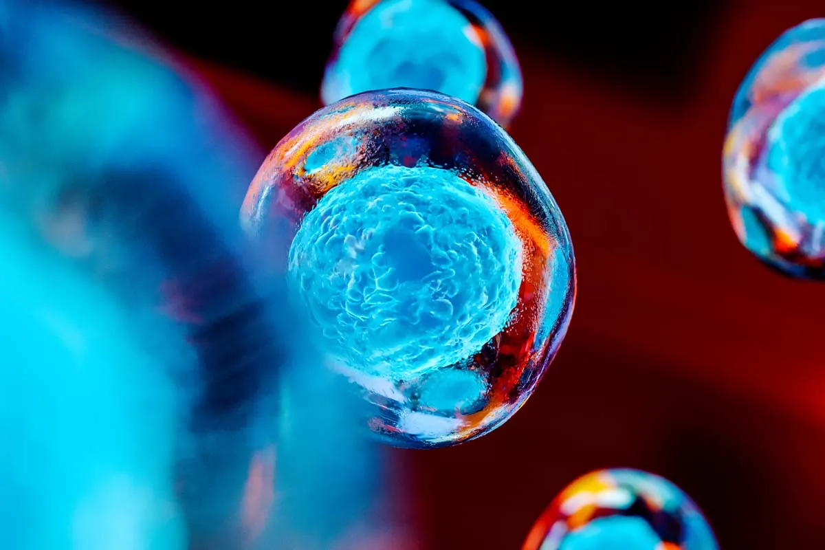 Autologous Transplant: Essential Stem Cell Counts