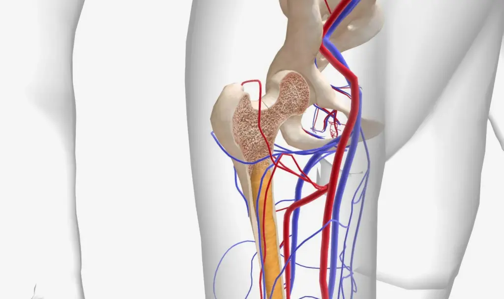 Multiple Myeloma: Symptoms Of Marrow Cancer