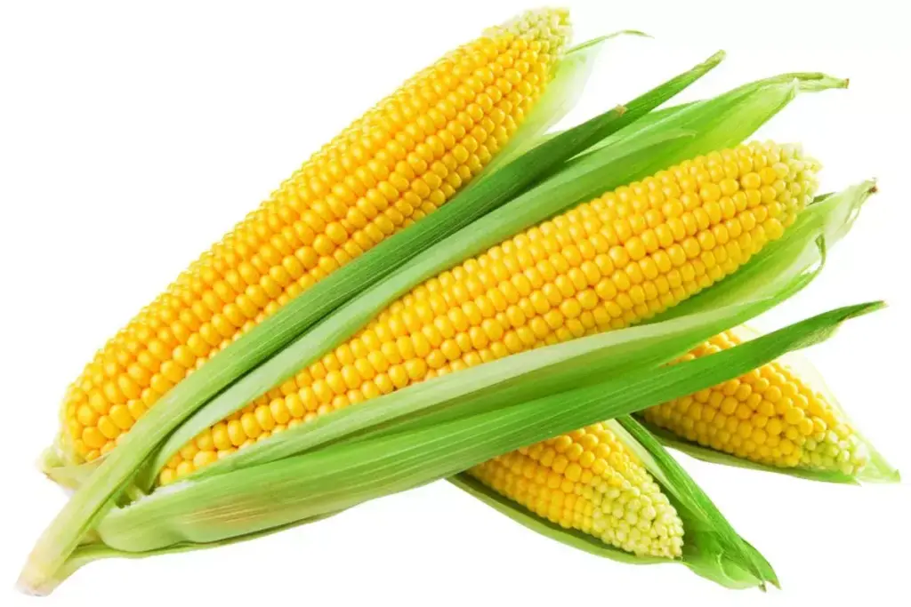 image 1349 LIV Hospital