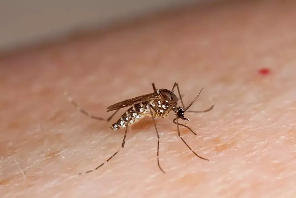 How to Treat Aedes Mosquito Bites on Ankles