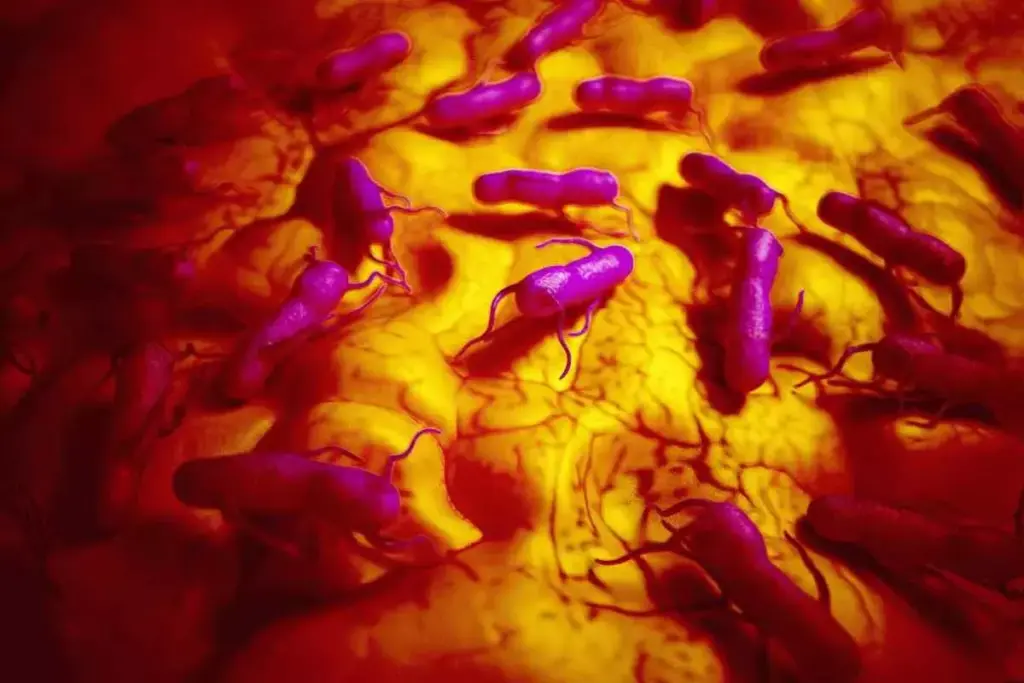 Can You Get Salmonella from Eggs? Risks and Prevention Tips