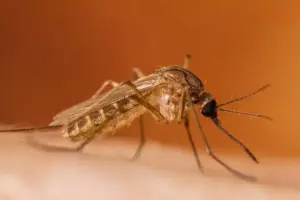 Does West Nile Virus Cause a Rash? Symptoms & Pictures Explained