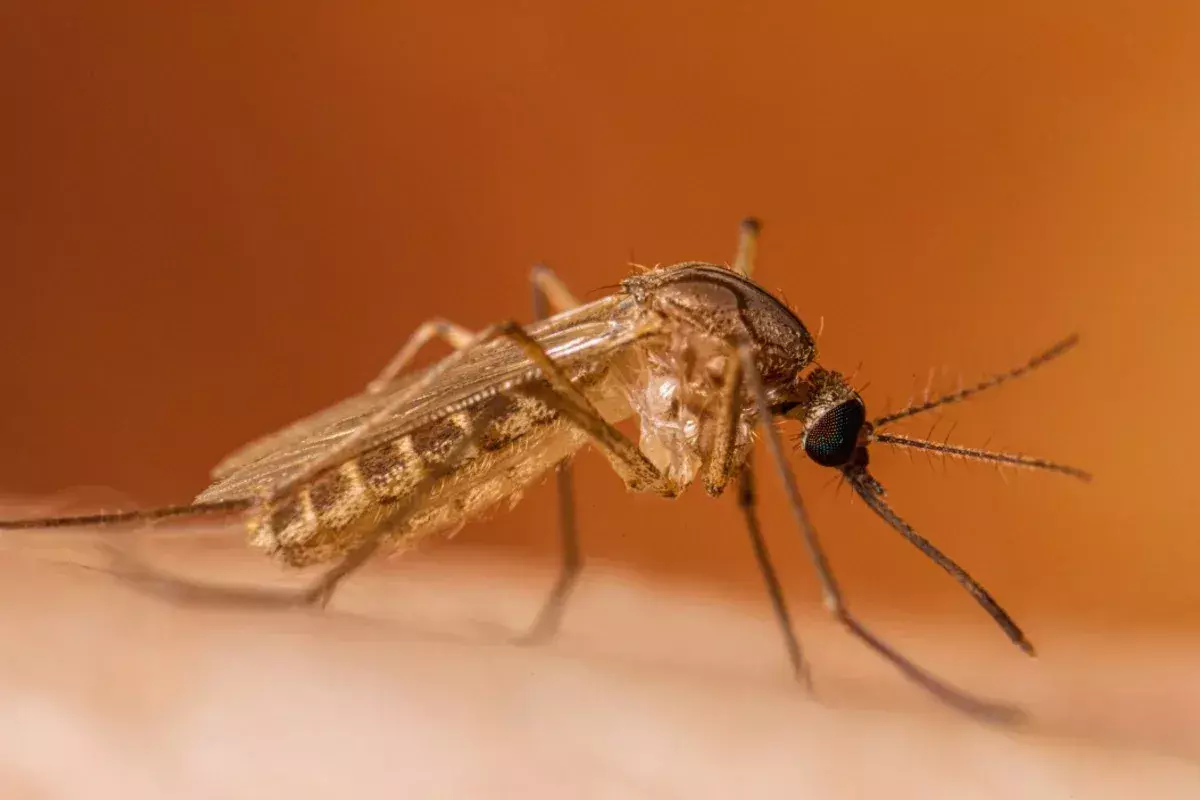 Does West Nile Virus Cause a Rash? Symptoms & Pictures Explained