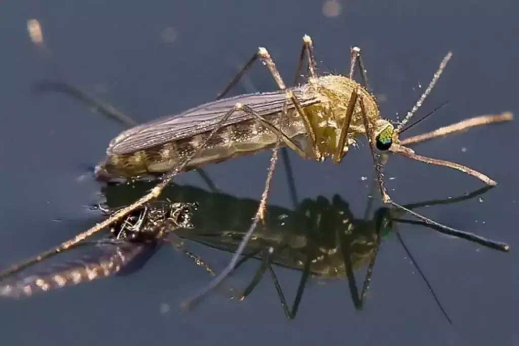 image 2815 LIV Hospital