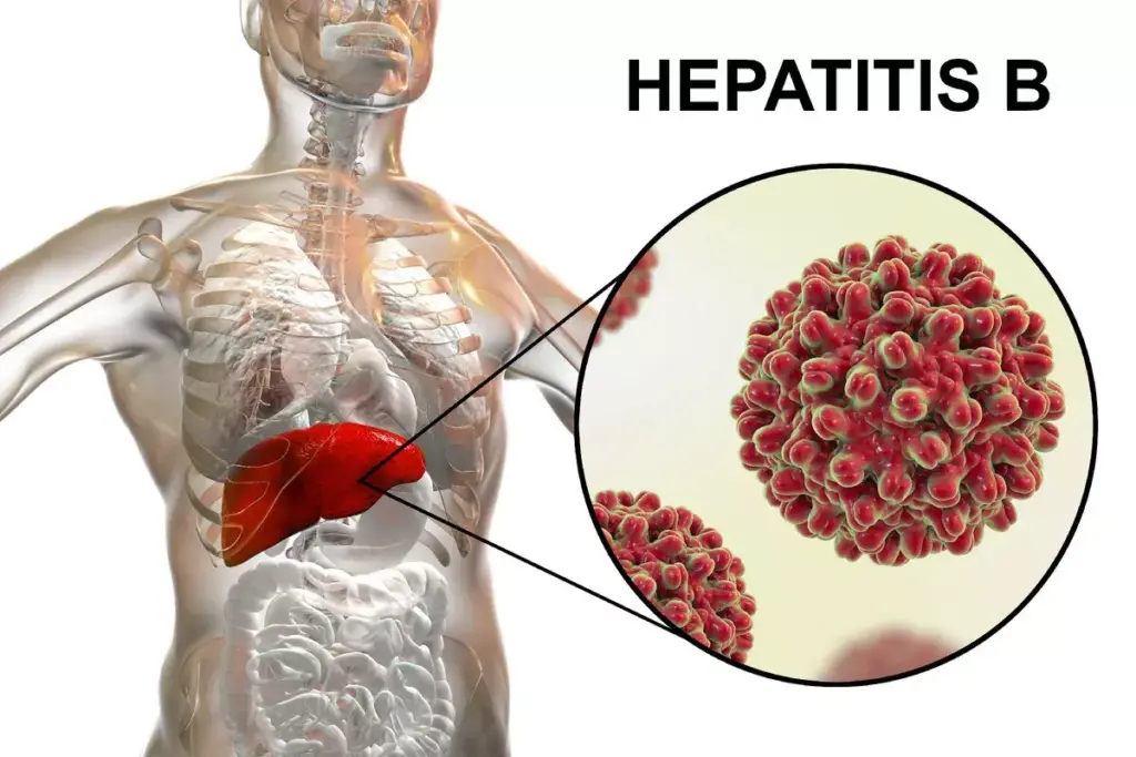 5 Essential Hepatitis B Serology Tests: Complete Screening Guide 2 5 Essential Hepatitis B Serology Tests: Complete Screening Guide
