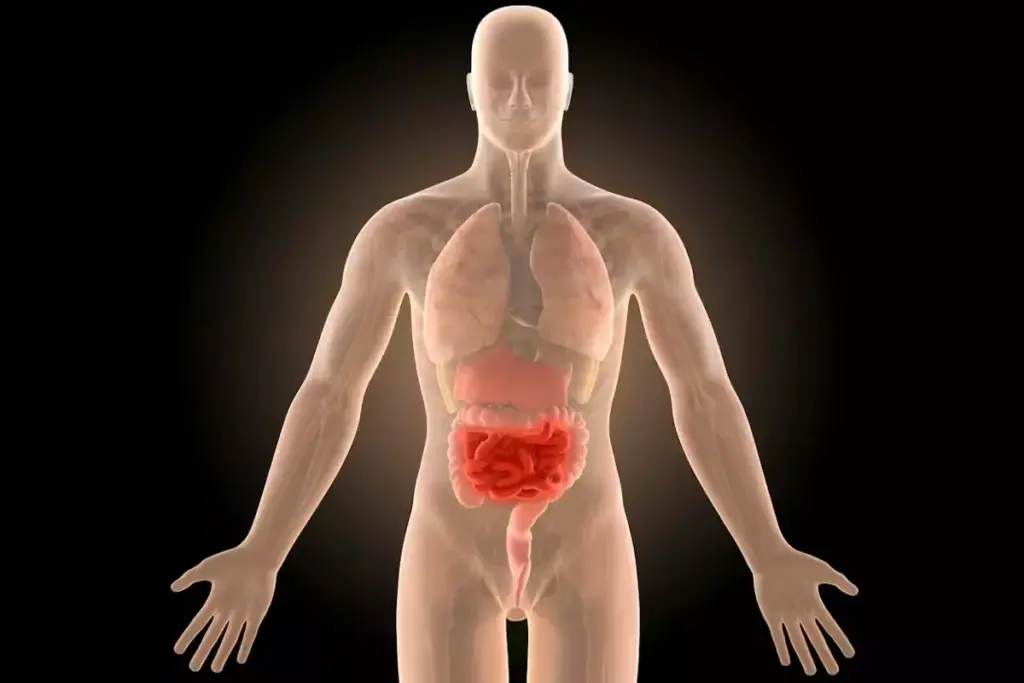 5 Stages of HBV Infection: What You Need to Know