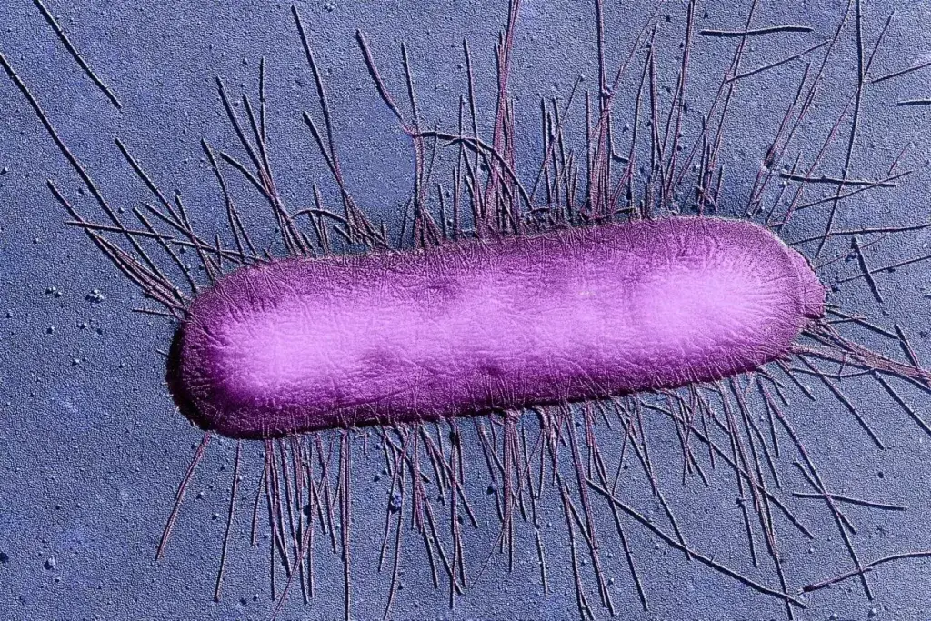 image 3007 LIV Hospital